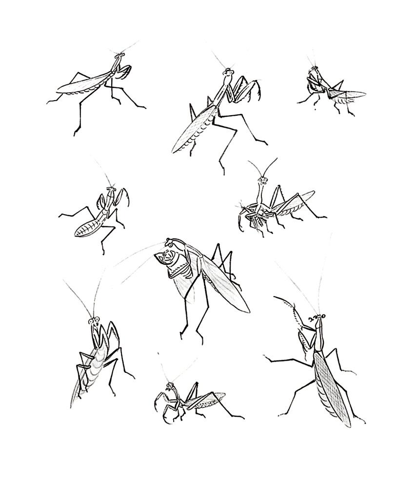 螳螂画法