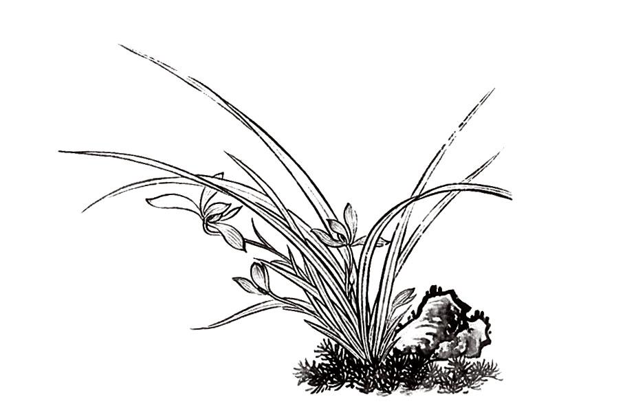 白描芝兰配草石画法