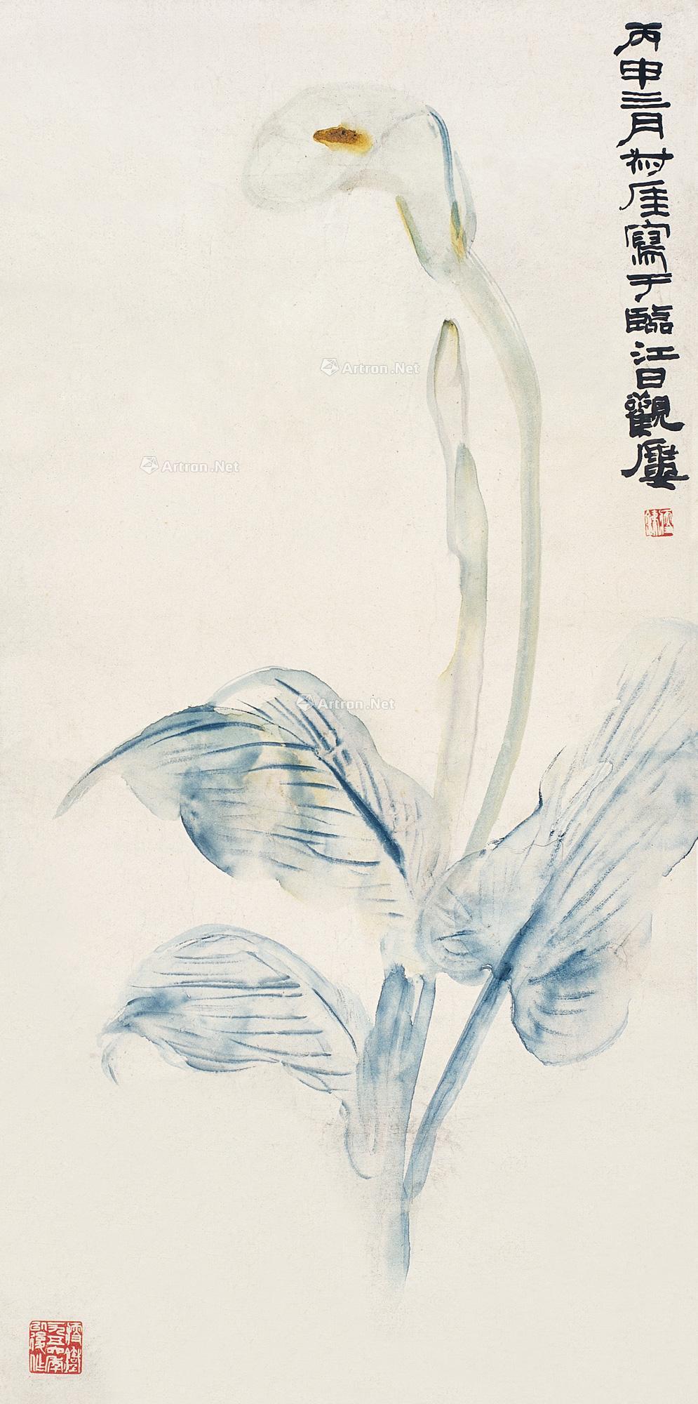 0572 丙申(1956年)作 马蹄莲 立轴 设色纸本