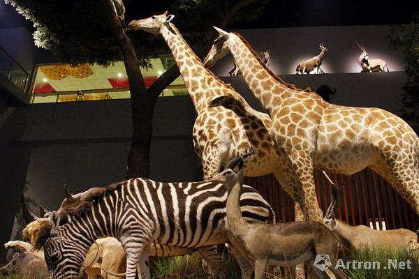 本展览以大型实景的方式生动再现了非洲野生动物大迁徙这一生物界的壮丽史诗,让观众感受到非洲大陆的狂野之美,聆听自然谱写的生命赞歌。 展览借助多媒体光影技术,生动的演绎了动物迁徙的壮观场景;质地细腻、逼真、多样化的展台完美呈现出非洲大陆的草原、雨林、沙漠、湿地等形态各异的自然风貌和地理环境;分门别类,多角度的介绍了不同食物链中的野生动物,使观众们了解到动物们不同的生活习性和种族本领。以寻找水源和食物为线索,展览详细阐述了野生动物迁徙族群的生命历程和自然意义,将观众引入一种史诗般壮观的生命现象中来,并带领观众们