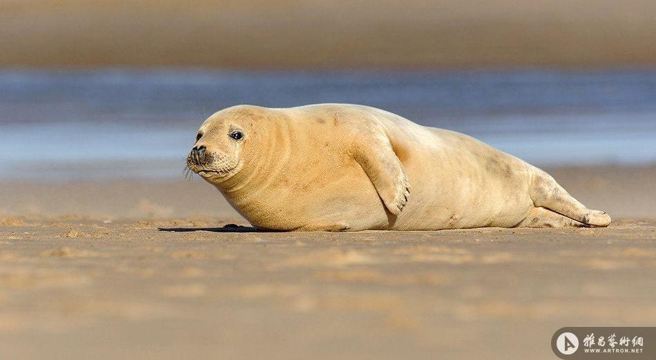 威尔士摄影师拍小海豹的销魂睡姿