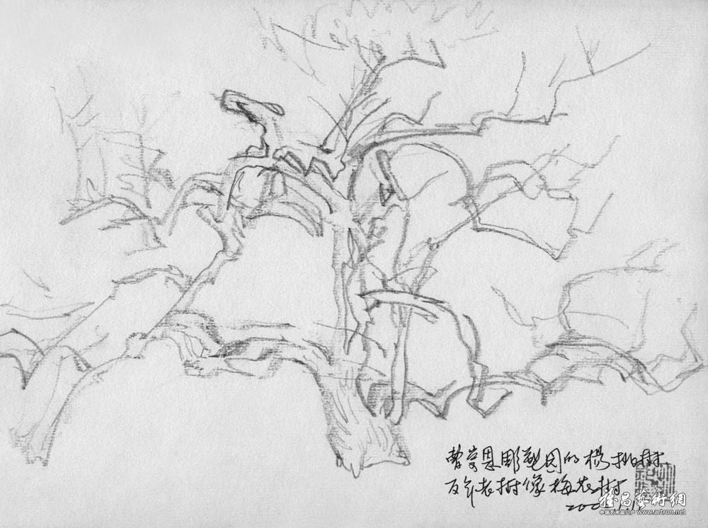 杨桃树画画图片