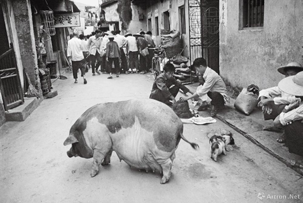 安哥作品：1982·广东海丰　梅陇镇集日，在街头“散步”的母猪和猪仔