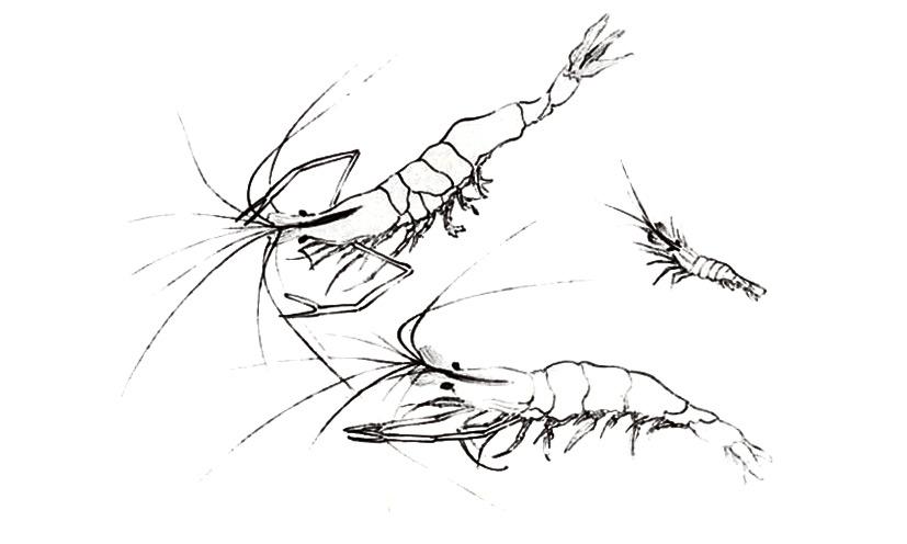 齐白石虾的画法简笔画图片