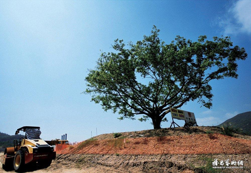 吴建斌作品：迪士尼乐园施工时，保留了唯一的一树种，花费昂贵