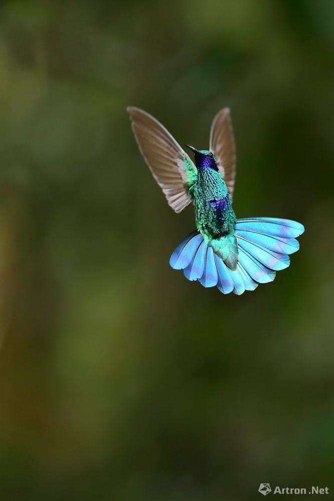 叉扇尾蜂鸟图片